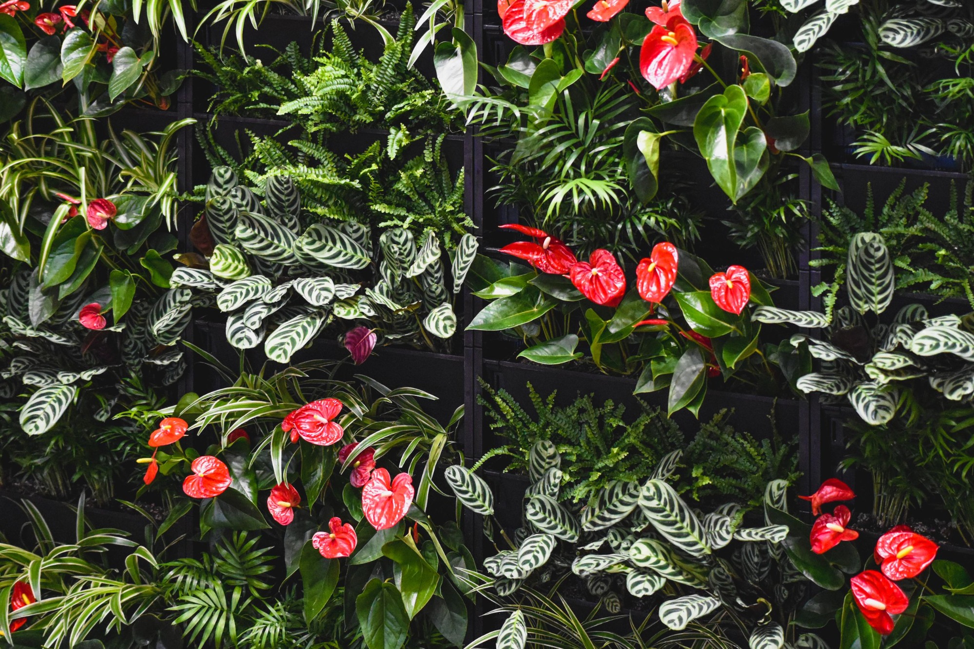 Živá stěna s okrasnými rostlinami