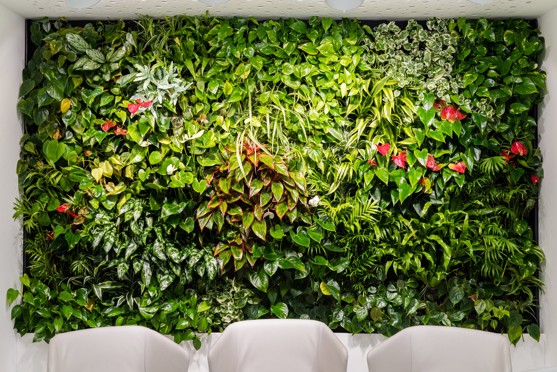 Živá stěna s rostlinami v interiéru.